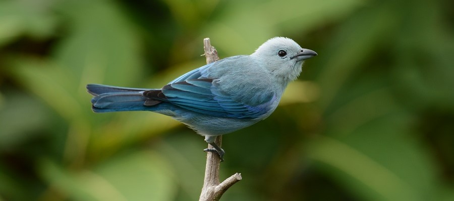 Pozorovanie vtákov a korytnačiek v prírodnej rezervácii Asa Wright | Tatra banka