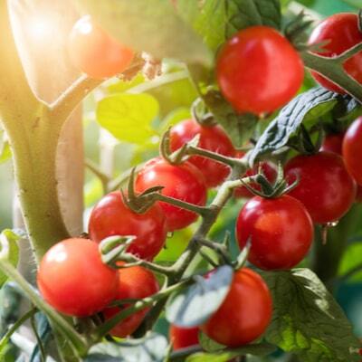 Erich Stekovics dokázal z paradajok vybudovať hotové impérium | Tatra banka pestovanie ako napad na podnikanie