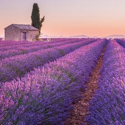 levandulove polia | Tatra banka